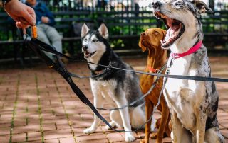 3 dogs on lead