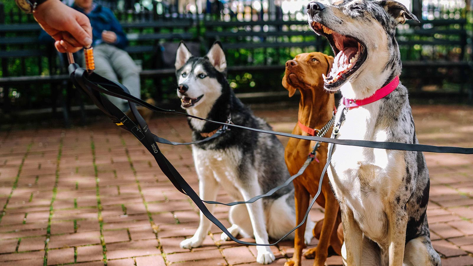 3 dogs on lead